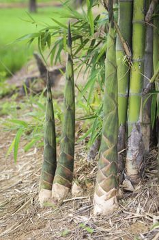 Bamboo shoot in nature farm