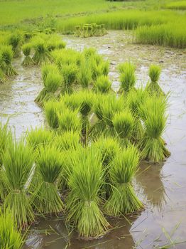 Green rice farm on the morning , north of Thailand