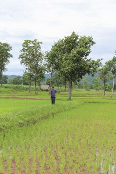 Green rice farm on the morning , north of Thailand