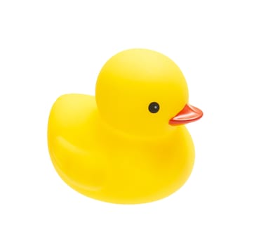 The yellow duck isolate on white background 