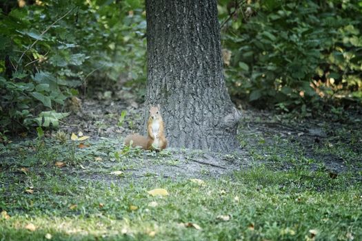Red brownish squirren on grass near tree