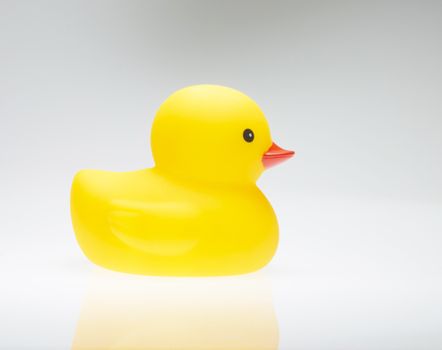 The yellow duck isolate on white background 