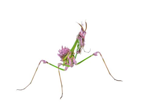 Predatory mantis insect with mimicry coloration and prickly forefoot isolated on white