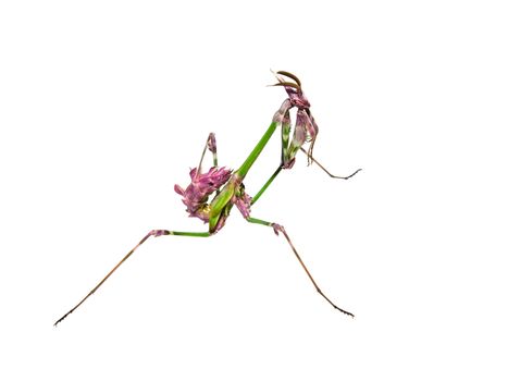 Mantis insect with courtship coloration in praying posture isolated on white