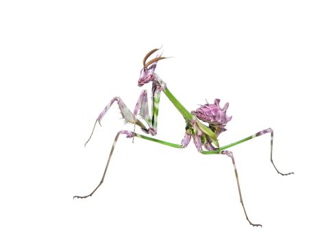 Mantis insect predator in hunting pose with long spiked legs isolated on white background