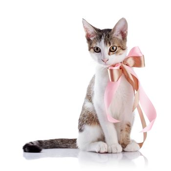 Kitten with a bow. The kitten with a pink tape. Multi-colored small kitten. Kitten on a white background. Small predator. Small cat.