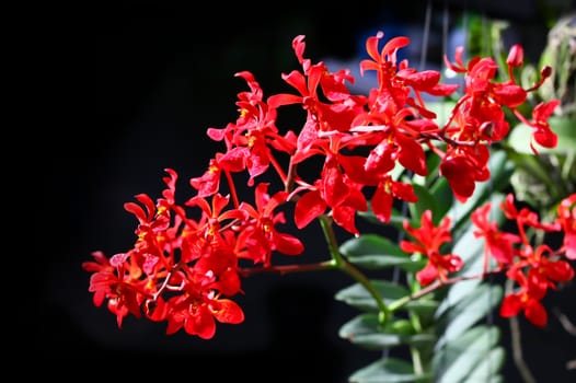 Red orchid