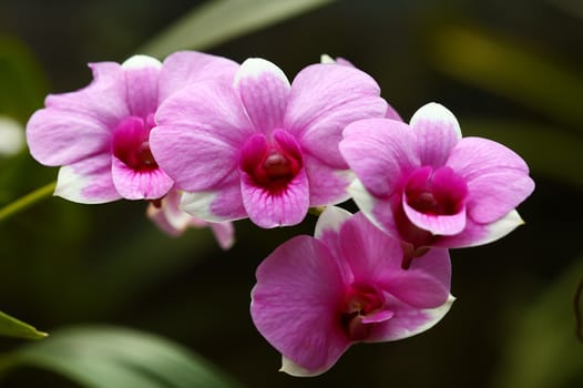 orchid flower found tropical 