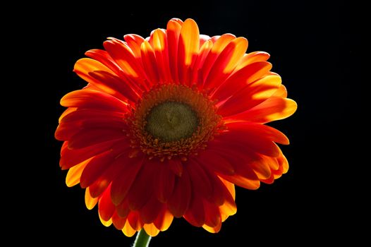 Backlit orange gerbera daisy on black background