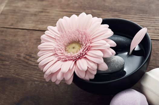 Blue toned image. Pink gerbera in black pot with stones on the table 