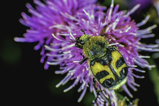 Bee beetle ore Trichius fasciatus