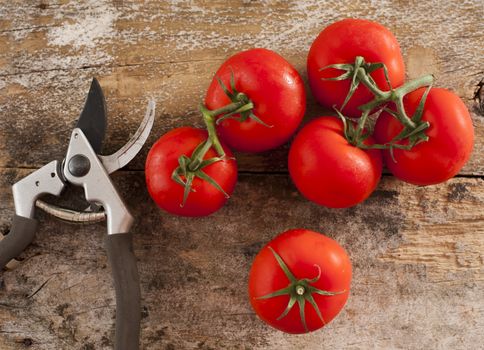 Freshly picked ripe red home grown tomatoes still on the vine lying on a rustic wooden table alongside a pair of secateurs or pruning shears