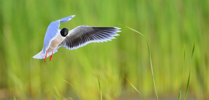 Black-headed Gull (Larus ridibundus) in flight on the green grass background. Front