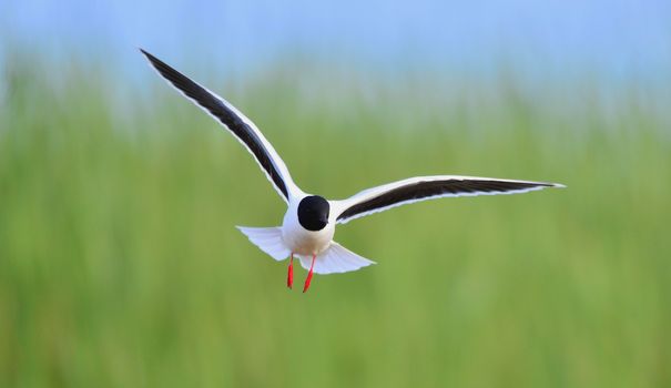 Black-headed Gull (Larus ridibundus) in flight on the green grass background. Front