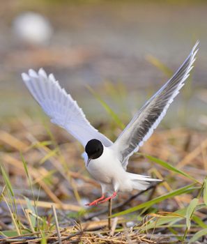 Black-headed Gull (Larus ridibundus)  landed, having stretched wings. 