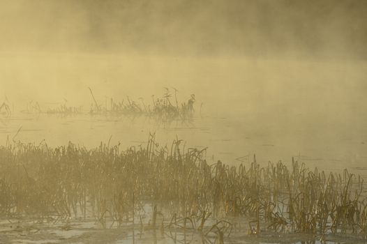 Nature foggy background with coastal reed and fog on lake water 