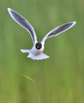 Black-headed Gull (Larus ridibundus) in flight on the green grass background. Front