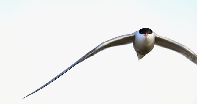 A common tern in flight on a white background. wings spread. frontal. The Common Tern (Sterna hirundo)