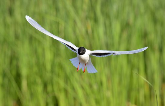 Black-headed Gull (Larus ridibundus) in flight on the green grass background. Front