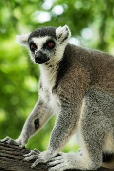 Lemuriformes is an infraorder of primate that falls under the suborder Strepsirrhini. It includes the lemurs of Madagascar, as well as the galagos and lorisids of Africa and Asia, although a popular alternative taxonomy places the lorisoids in their own infraorder, Lorisiformes.