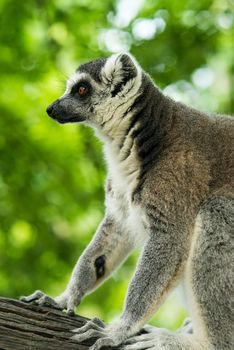 Lemuriformes is an infraorder of primate that falls under the suborder Strepsirrhini. It includes the lemurs of Madagascar, as well as the galagos and lorisids of Africa and Asia, although a popular alternative taxonomy places the lorisoids in their own infraorder, Lorisiformes.