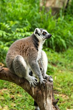 Lemuriformes is an infraorder of primate that falls under the suborder Strepsirrhini. It includes the lemurs of Madagascar, as well as the galagos and lorisids of Africa and Asia, although a popular alternative taxonomy places the lorisoids in their own infraorder, Lorisiformes.