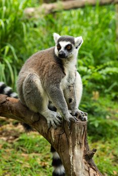 Lemuriformes is an infraorder of primate that falls under the suborder Strepsirrhini. It includes the lemurs of Madagascar, as well as the galagos and lorisids of Africa and Asia, although a popular alternative taxonomy places the lorisoids in their own infraorder, Lorisiformes.