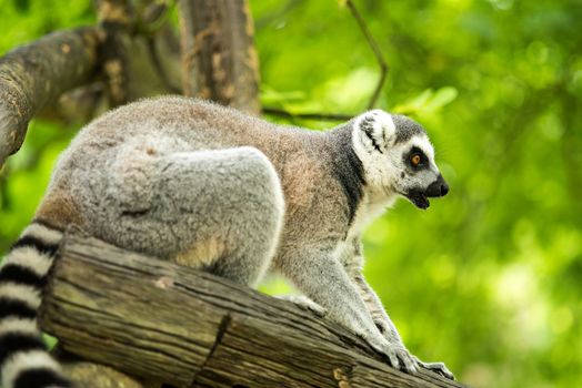 Lemuriformes is an infraorder of primate that falls under the suborder Strepsirrhini. It includes the lemurs of Madagascar, as well as the galagos and lorisids of Africa and Asia, although a popular alternative taxonomy places the lorisoids in their own infraorder, Lorisiformes.