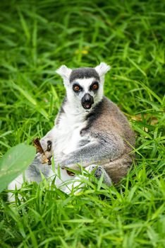 Lemuriformes is an infraorder of primate that falls under the suborder Strepsirrhini. It includes the lemurs of Madagascar, as well as the galagos and lorisids of Africa and Asia, although a popular alternative taxonomy places the lorisoids in their own infraorder, Lorisiformes.