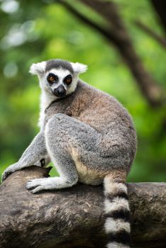 Lemuriformes is an infraorder of primate that falls under the suborder Strepsirrhini. It includes the lemurs of Madagascar, as well as the galagos and lorisids of Africa and Asia, although a popular alternative taxonomy places the lorisoids in their own infraorder, Lorisiformes.