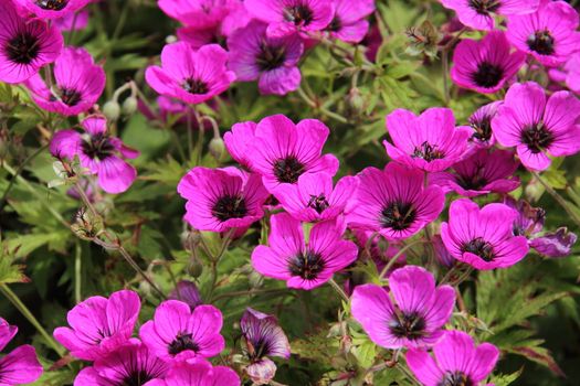 Geranium in full bloom