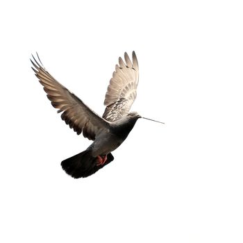 flying dove isolated on white background