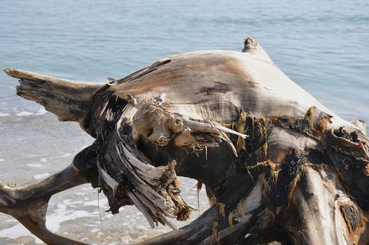 Driftwood, roots and trees are common on the beaches of the Black Sea. 