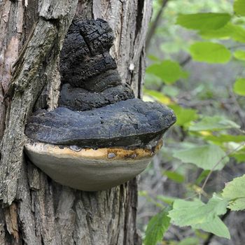 A mushroom sits like a parasite on the tree trunk