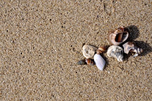 Shells arranged on the sand in Varna