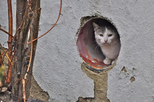 Wild Cat in Varna is good at finding houses 