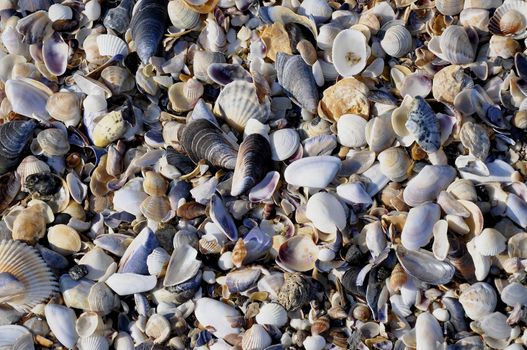 Shells are washed ashore in Varna