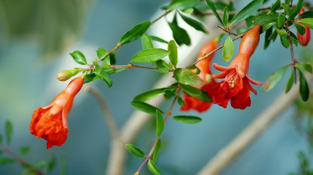 flowers  blooming  pomegranate  Close to