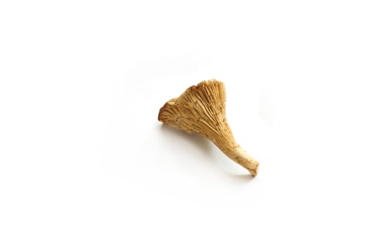 chanterelle isolated on white background