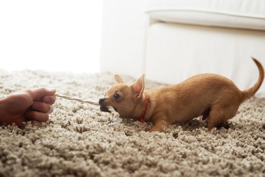Cute chihuahua dog playing on living room's carpet with a rope.