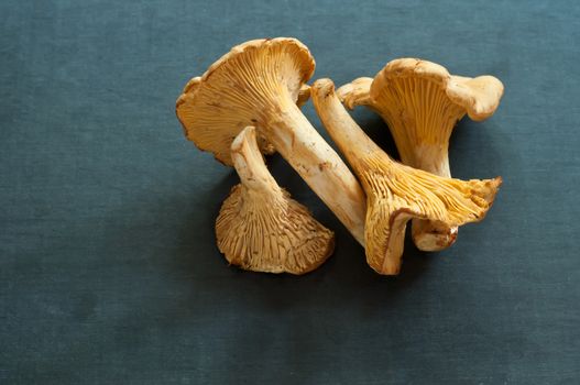 Group of fresh chanterelles on chalkboard background. 