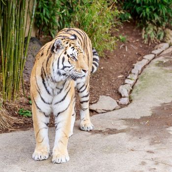 Close up of Amur Tiger (Panthera tigris altaica)