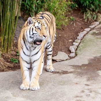 Close up of Amur Tiger (Panthera tigris altaica)