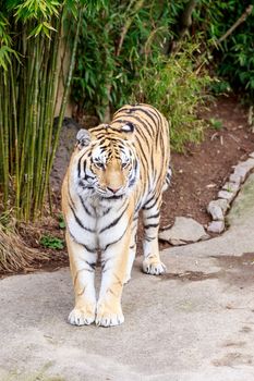 Close up of Amur Tiger (Panthera tigris altaica)