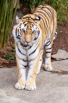 Close up of Amur Tiger (Panthera tigris altaica)