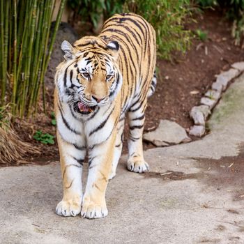 Close up of Amur Tiger (Panthera tigris altaica)