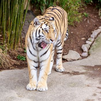 Close up of Amur Tiger (Panthera tigris altaica)