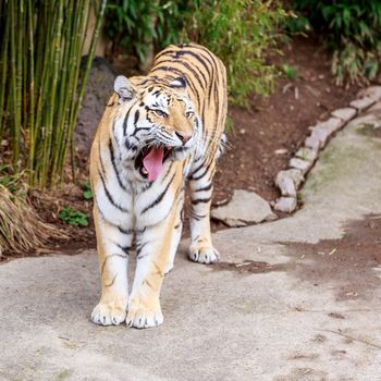 Close up of Amur Tiger (Panthera tigris altaica)