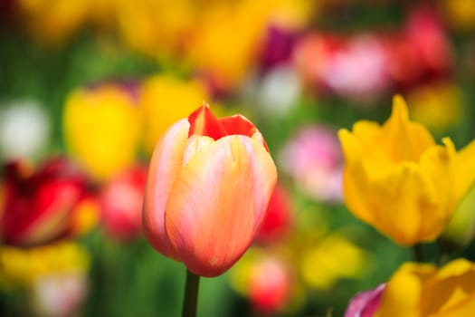 Colorful tulips blossom in the field.