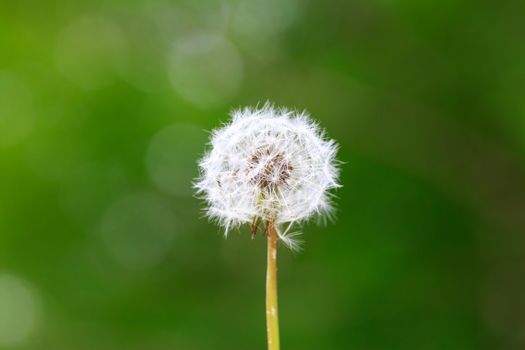 Horizontal image of a dandelion